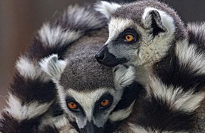 冒险新作《老人与他的猫》Steam页面公开